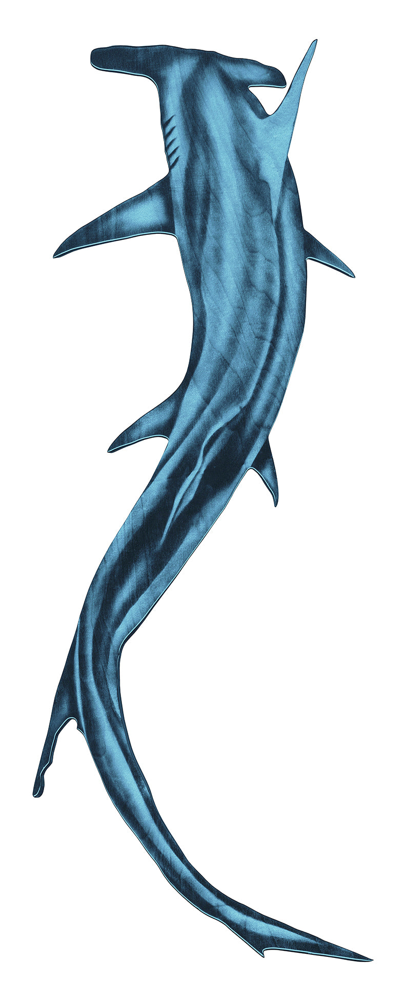 Hammerhead Shark Reproduction