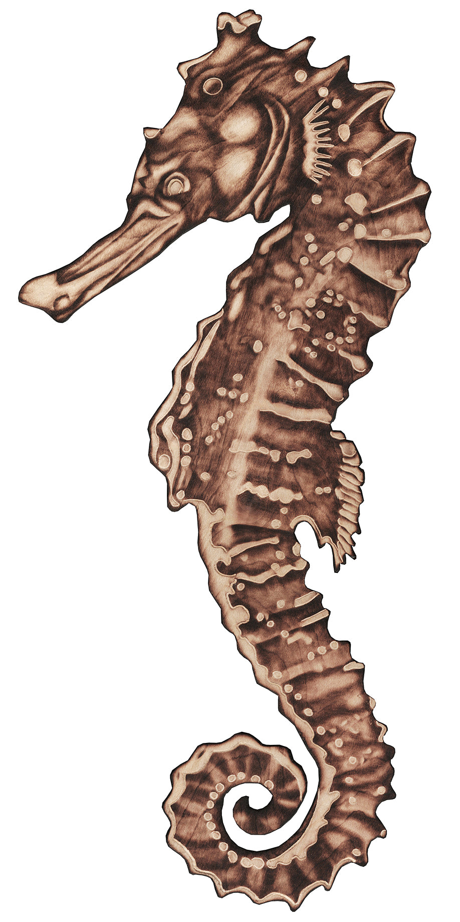 Seahorse Reproduction