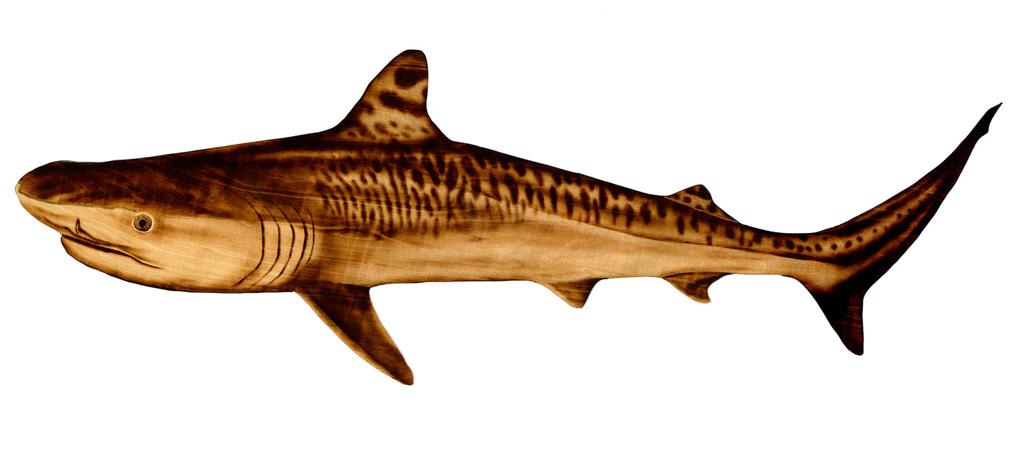 Tiger Pup Reproduction