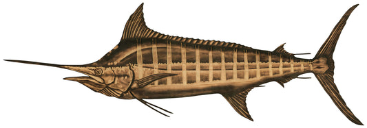 Blue Marlin Reproduction