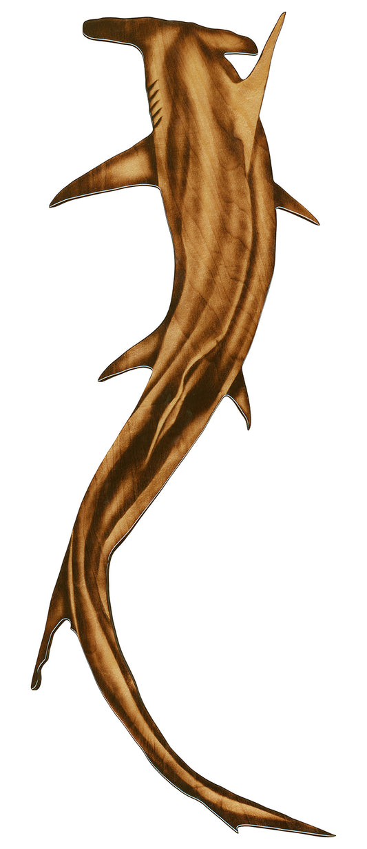 Hammerhead Shark Reproduction