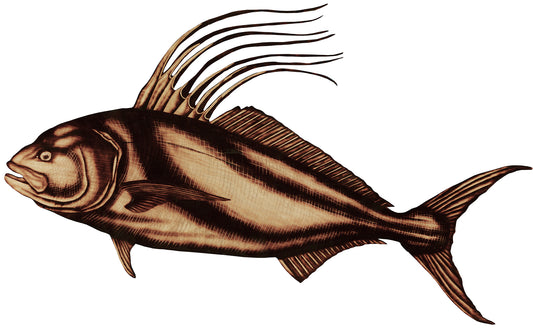 Rooster Fish Reproduction