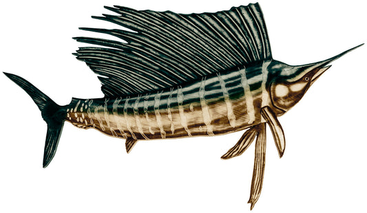 Sailfish Reproduction