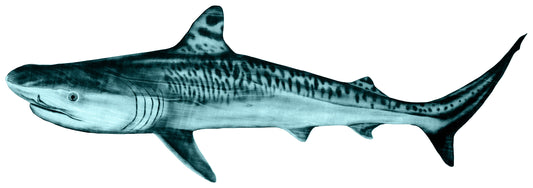 Tiger Pup Reproduction