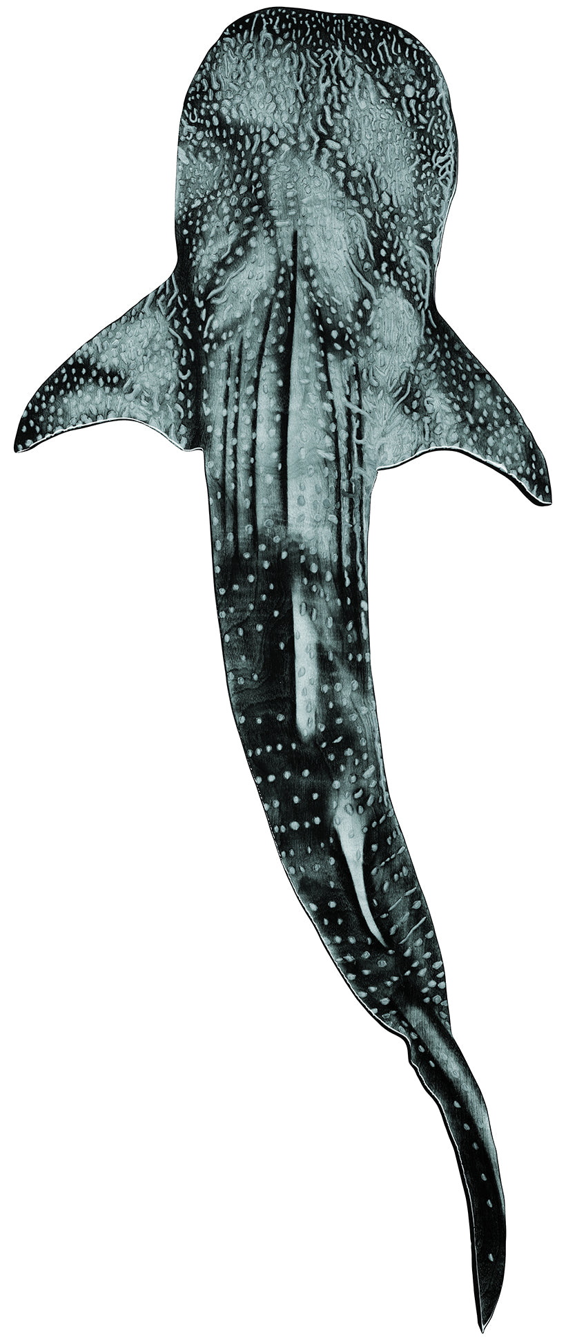 Whale Shark Reproduction