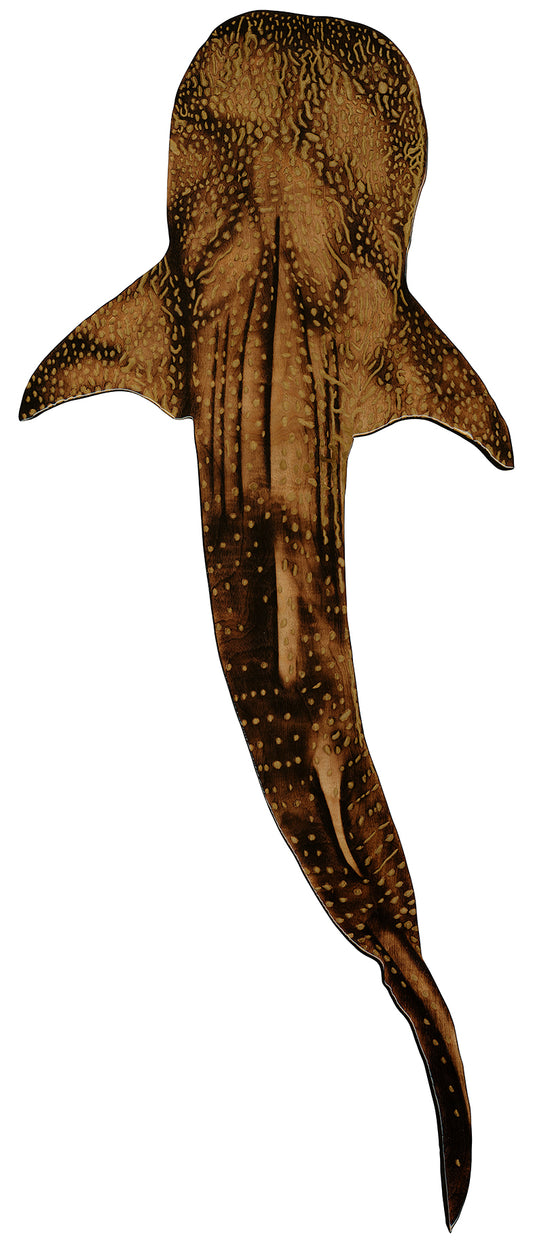 Whale Shark Reproduction